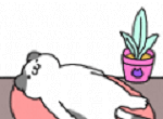 完美之猫