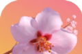 桃花开开软件logo图
