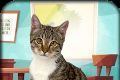 猫模拟器:可爱小猫软件logo图