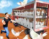 公鸡养殖场
