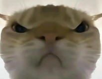 寻宝鼠辅助器软件logo图