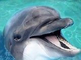 海洋动物模拟器