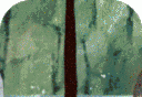 永恒战士4