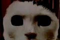 猫猫惊魂