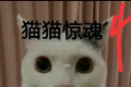 猫咪惊魂