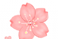 樱花网软件logo图