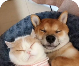 萌趣猫狗翻译器
