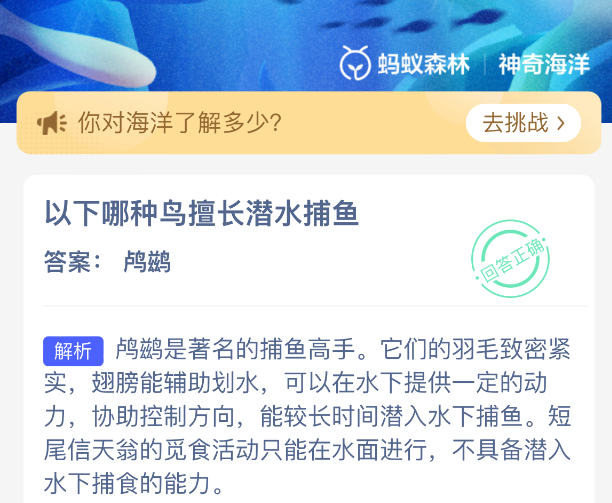 以下哪种鸟擅长潜水捕鱼